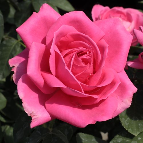Rosen Online Gärtnerei - teehybriden-edelrosen - rosa - Rosa Maria Callas® - stark duftend - Marie-Louise (Louisette) Meilland - Für Rosenbeeten, in Gruppen gepflanzt kann richtig dekorativ sein.